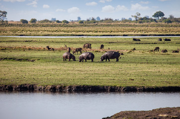 Fototapeta na wymiar Hippo and buffalo