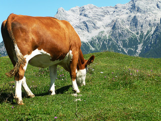 Fototapeta na wymiar Eine Kuh auf der Weide mit den Loferer Steinbergen im Hintergrund