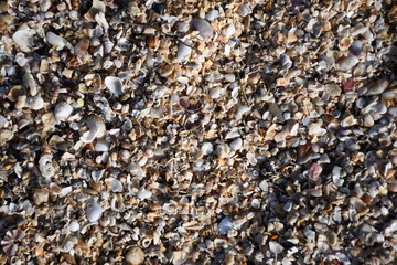 pebbles on the beach