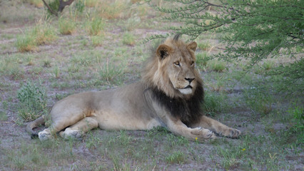Obraz na płótnie Canvas Male lion at Central Kalahari Game Reserve