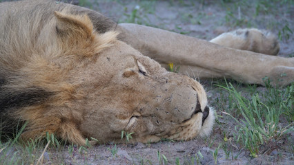 Close up from Male lion