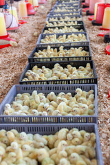 baby chicks