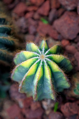 Cactus plants in the botanical garden