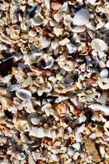 shells on the beach