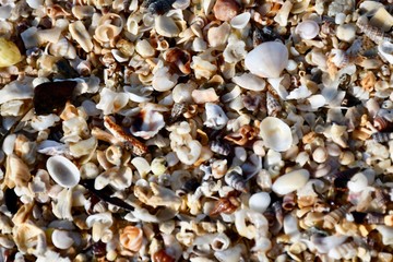 shells on the beach