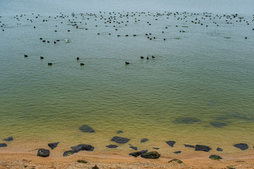 Fototapeta premium Blässhühner auf dem Ijsselmeer bei Volendam/NL