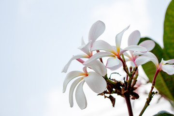 beautiful white flower in garden