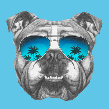 Portrait of English Bulldog with sunglasses. Hand-drawn illustration of dog. Vector isolated elements.