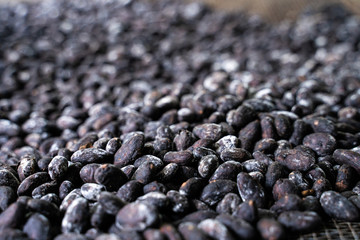 Kakaobohnen in El Salvador