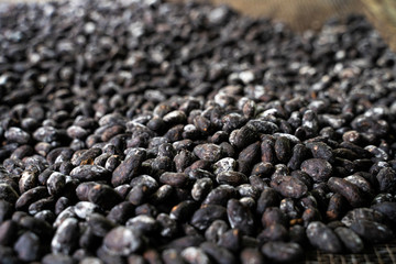 Kakaobohnen in El Salvador