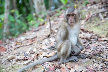 The macaque monkey is sitting on the ground in the jungle of Thailand.