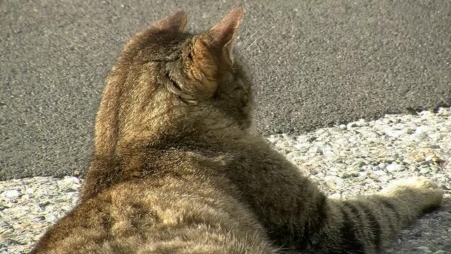 Der graue getigerte Kater spitzt seine Ohren und gibt sich souver&auml;n