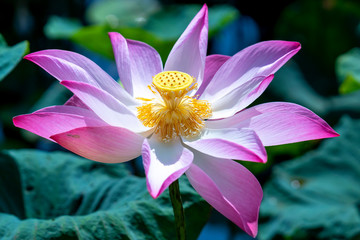 Lotus flower blooming in the garden full of purple