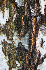 Reserves of birch logs closeup. Wallpaper