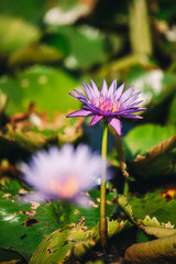 Beautiful blue purple waterlily or lotus flower blooming in the pond