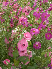 Цветы розовые малиновые 