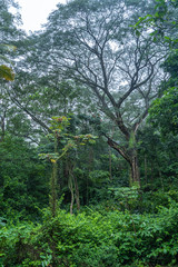 Regenwald in El Salvador