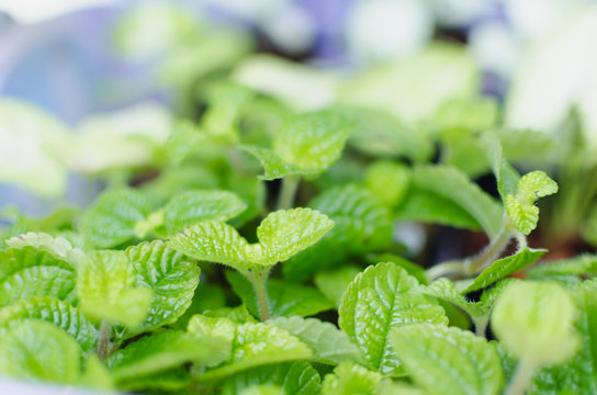 leaf papermint in garden