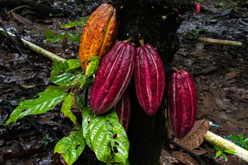 Kakao in El Salvador