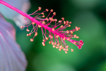 Close up pollen Hibiscus flower.Selective focus Hibiscus flower bloom in the garden .