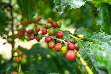 Kaffee in El Salvador