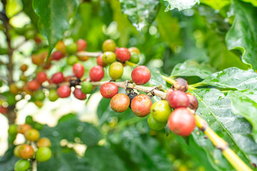 Kaffee in El Salvador