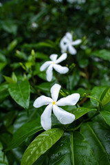 Blume in El Salvador