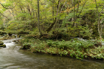 青森県奥入瀬渓流　秋の渓流の景色