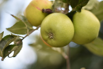 Unreife Äpfel