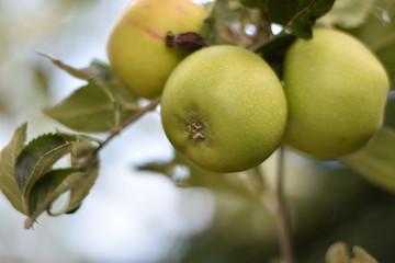 Unreife Äpfel