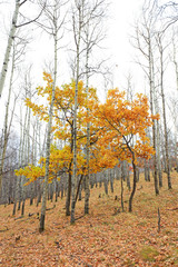 Obraz premium Inner Mongolia Ulan grassland scenery white birch