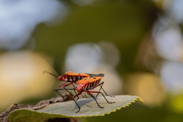 Red bugs on green leave.Scientific name Lohita grandis bug.(Macrocheraia)