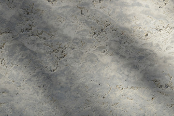 silhouette of tree on stone wall