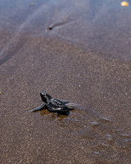 Schildkröten in El Salvador