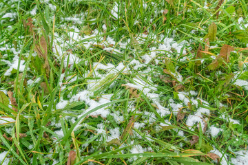 Obraz premium green grass in the snow close up