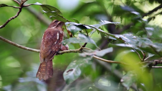 Adult Gould's frogmouth (Batrachostomus stellatus), high angle view, perching on the small branch in the bright morning in tropical moist lowland forest, Sri-phangnga National Park, south of Thailand.