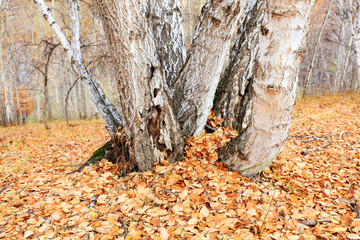 Silver birch in the wild