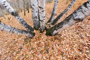Silver birch in the wild