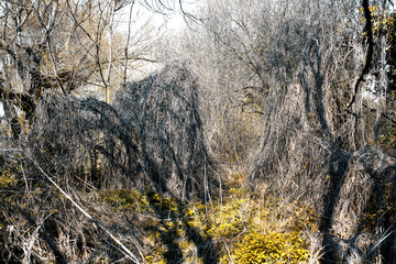Path in the brambles
