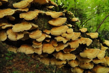 mushroom in forest