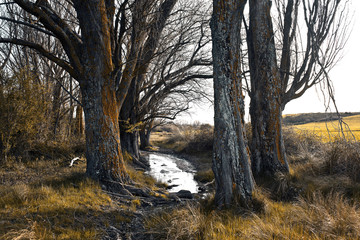 Fototapeta premium Poplars in the river