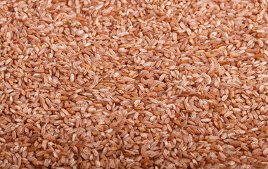 Texture of unpolished brown rice. Side view, close up.