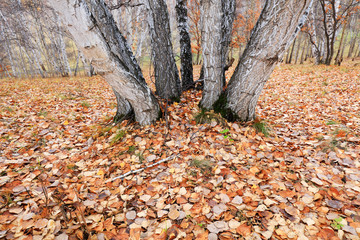 Silver birch in the wild