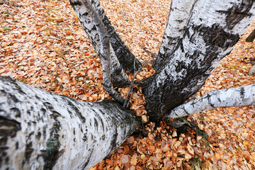Silver birch in the wild
