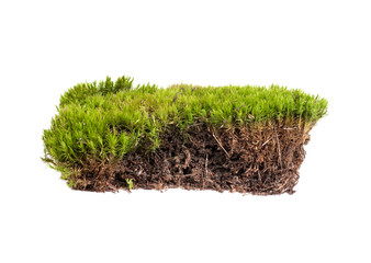 green moss sphagnum closeup isolated