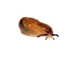 slug isolated on a white background