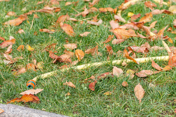 water hose on green grass among fallen leaves in autumn in the park