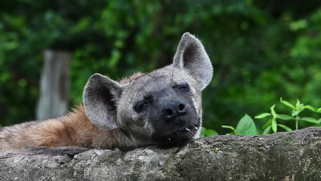 Close up of lazy hyena