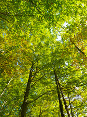 Autumn trees in the forest, nature scenery