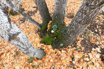Silver birch in the wild